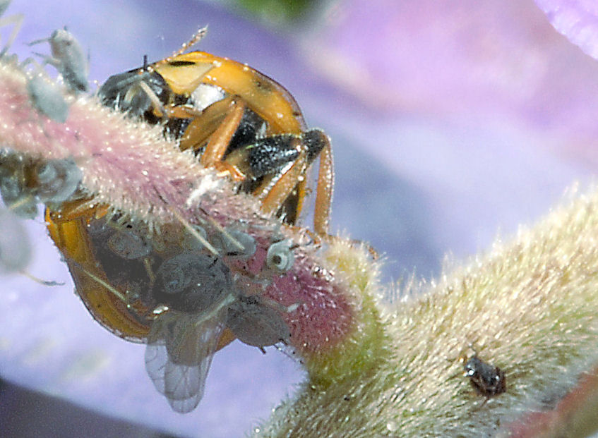 Afidi e coccinella